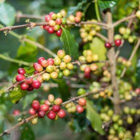 Costa Rica 95' kávé - Különleges gyümölcstermők az Egzotikus Növények Stúdiója kínálatából